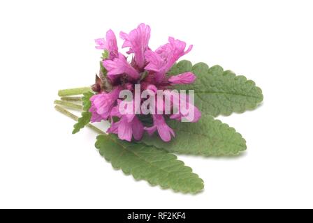 Lila Betony, Holz Betony oder Bishop's Johanniskraut (Stachys officinalis, Betonica officinalis), Heilpflanzen Stockfoto