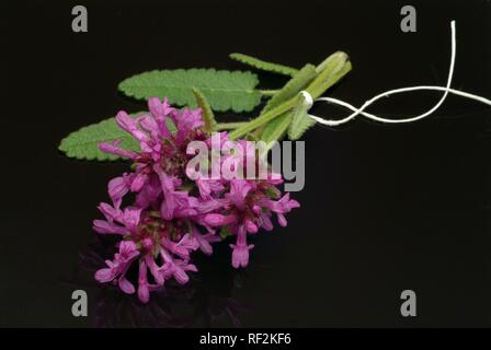 Lila Betony, Holz Betony oder Bishop's Johanniskraut (Stachys officinalis, Betonica officinalis), Heilpflanzen Stockfoto