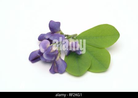 Blau Wild Indigo, Blau Falscher Indigo (baptisia australis), Heilpflanzen Stockfoto