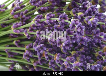 Lavendel (Lavandula angustifolia, Lavandula officinalis, Lavandula vulgaris), Heilpflanzen Stockfoto