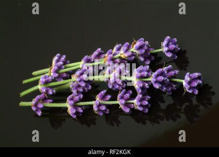 Lavendel (Lavandula angustifolia, Lavandula officinalis, Lavandula vulgaris), Heilpflanzen Stockfoto