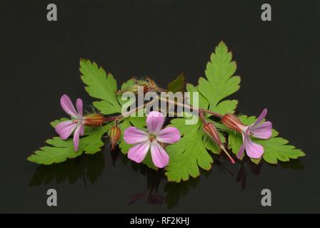 Kraut Robert (Geranium robertianum), Heilpflanzen Stockfoto