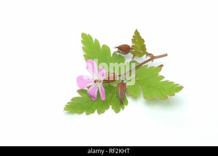 Kraut Robert (Geranium robertianum), Heilpflanzen Stockfoto