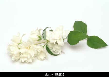 Gelbe Jessamine, Carolina Jasmin oder Abend Trumpetflower (Gelsemium sempervirens), Heilpflanzen Stockfoto