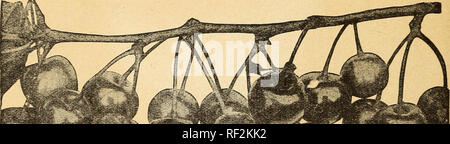 . Katalog Benton County Nursery Co. Inc.: Obst, Zierpflanzen, Samen und Pflanzen. Baumschulen (Gartenbau), Kataloge, Obstbäumen, Kataloge, Stauden, Kataloge, Gemüse, Samen, Kataloge, Blüten, Samen, Kataloge, schattigen Bäumen, Kataloge. 12 Benton County Nursery Co., Inc., Rogers, Arkansas Kirschen Cherry Kultur wurde ein Erfolg, wenn die gebührende Aufmerksamkeit bei der Auswahl der Sorten und der Kultur gegeben hat. Die Hardy, thrifty Sorten der Morello geben können frei mit Vertrauen der profitable Ergebnisse gepflanzt werden. Der Kirschbaum sollten in einer natürlich trockenen Boden oder die gepflanzt werden. Stockfoto