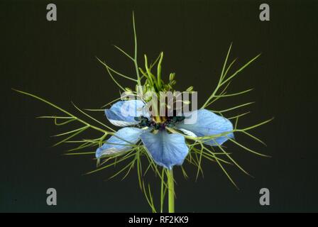 Fenchel Blume, Schwarz Kümmel (Nigella sativa), Heilpflanzen Stockfoto