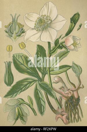 Christrose (Helleborus niger), Heilpflanzen, historische chromolithograph bis 1880 vom Stockfoto