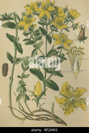 Johanniskraut (Hypericum perforatum) des aka Tipton Unkraut- oder Klamath Unkraut, Heilpflanze, historischen chromolithograph datiert Stockfoto