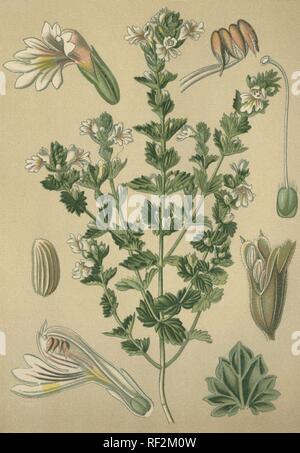 Gemeinsame Augentrost (Euphrasia officinalis), Heilpflanzen, historische chromolithograph bis 1880 vom Stockfoto