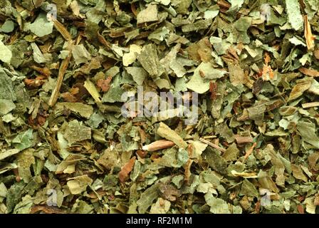 Gemeinsame Lungenkraut (Pulmonaria officinalis), Heilpflanzen getrocknet Stockfoto