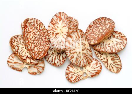 Getrocknete Ringe von Betel Palm (Areca catechu) aka Betelnuss Baum oder Pinang, Heilpflanzen Stockfoto