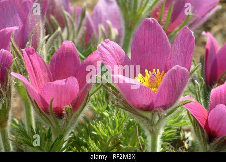 Pasque flower (Pulsatilla vulgaris Pulsatilla comune) aka Däne Blut, Heilpflanzen Stockfoto