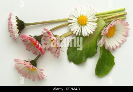 Gemeinsame Daisy, Daisy oder Englisch Gänseblümchen (Bellis perennis), Heilpflanzen Stockfoto