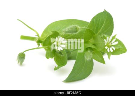 Vogelmiere (Stellaria media), Heilpflanzen Stockfoto