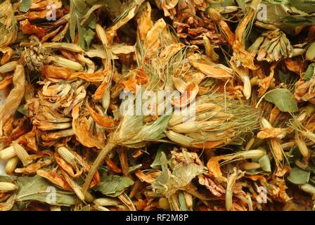 Getrocknete Weißklee (Trifolium repens), Heilpflanzen Stockfoto