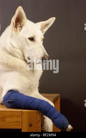 Weißer Schäferhund mit einem bandagierten Paw Stockfoto