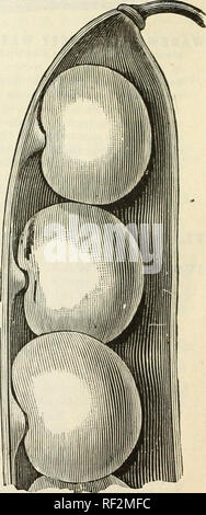 . Katalog 1892: Getestete Samen. Samen Samen Kataloge Kataloge; Gemüse; Blumen Samen Samen Kataloge Kataloge; Obst; Baumschulen (Gartenbau) Kataloge. . Bitte beachten Sie, dass diese Bilder sind von der gescannten Seite Bilder, die digital für die Lesbarkeit verbessert haben mögen - Färbung und Aussehen dieser Abbildungen können nicht perfekt dem Original ähneln. extrahiert. W. W. Barnard &Amp; Co; Henry G. Gilbert Baumschule und Saatgut Handel Katalog Kollektion. Chicago, Illinois: Barnard Stockfoto