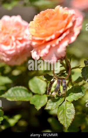 Ringe Hochzeit Einladungskarte Einladungskarte rose marings Stockfoto