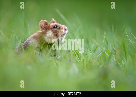 Feldhamster (Cricetus cricetus) in einer grünen Wiese, Österreich Stockfoto