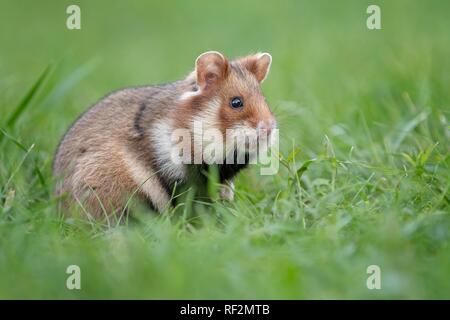 Feldhamster (Cricetus cricetus) in einer grünen Wiese, Österreich Stockfoto