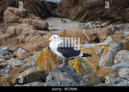 Seagull sich auf einem Felsen in der Nähe der Strand. Stockfoto