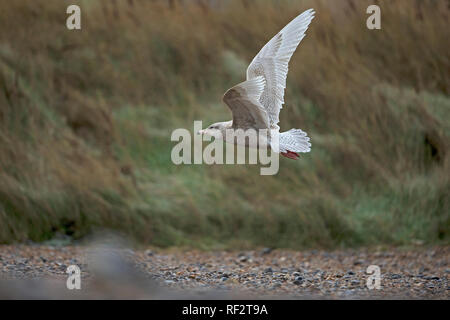 Glaucous Gull (Larus Hyperboreus) Stockfoto