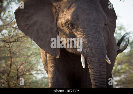 Afrikanischer Elefant, Loxodonta africana, sind häufig von Besuchern auf Safari im Majete Wildlife Reserve, Malawi beschmutzt. Stockfoto