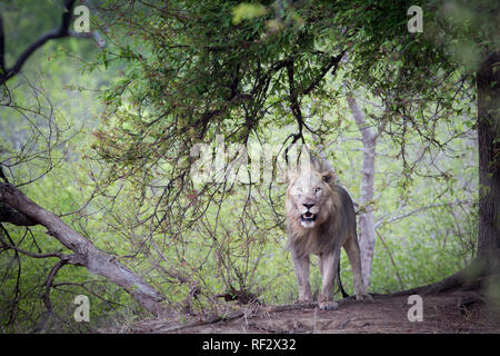 Löwen, Panthera leo, waren zuvor aus der Majete Wildlife Reserve ausgerottet wurden aber vor kurzem von afrikanischen Parks wieder eingeführt. Stockfoto