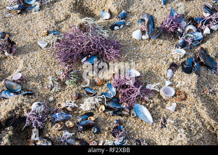 Bunte Muscheln, Korallen und Meereslebewesen am Strand. Die Muster und Farben ändern Mit jedem eingehenden und Gezeiten. Stockfoto