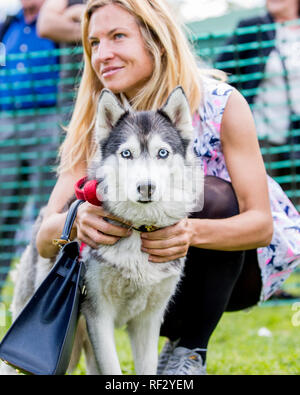 Eine Frau mit ihrem Husky im Park auf einer Hundeausstellung. Stockfoto
