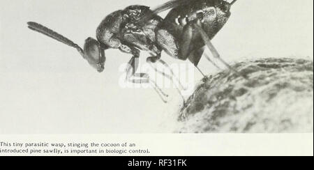 . Forschung für die morgige Wälder: 1983 Forschung Leistungen. --. Die Wälder und die Forstwirtschaft Forschung in den Vereinigten Staaten. Insekten der Östlichen Wälder beim Insekt Schäden an den Bäumen festgestellt wird, die Identifizierung der Insekten ist der erste Schritt in Richtung möglich. Nach dem Insekt identifiziert wurde, Informationen sind notwendig, um entscheiden zu können, wie ernst das Problem ist und wie man zu reduzieren oder weitere Schäden zu verhindern. Für diese Art von Problem, ein aktuelles Nachschlagewerk ist von unschätzbarem Wert. Es sollte eine Beschreibung der Pest Arten und deren Schäden enthalten, ihre Lebensgeschichten, und allgemeine Informationen über ihre Steuern. T Stockfoto