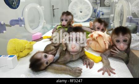 (190124) - SHANGHAI, Jan. 24, 2019 (Xinhua) - Foto an November 26, 2018 zeigt die fünf geklonte Affen mit Störungen des zirkadianen Rhythmus. China hat fünf Affen aus einem Gen geklont - Bearbeitet macaque mit Störungen des zirkadianen Rhythmus, das erste Mal mehrere Affen aus einem Gen geklont wurden - bearbeitet Affe für die biomedizinische Forschung. Die Wissenschaftler haben die Ankündigung Donnerstag, mit zwei Artikel in National Science Review, einem chinesischen Journal in englischer Sprache veröffentlicht werden. Die geklonte Affen wurden in Shanghai am Institut für Neurowissenschaften der Chinesischen Akademie der Wissenschaften geboren. (Xinhua / Institut für Neuroscien Stockfoto