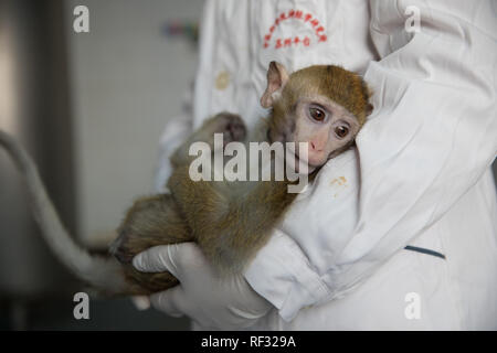 (190124) - SHANGHAI, Jan. 24, 2019 (Xinhua) - Foto auf Jan. 22, 2019 zeigt die Gen - Bearbeitet macaque mit Störungen des zirkadianen Rhythmus, von denen die fünf Affen geklont wurden, am Institut für Neurowissenschaften der Chinesischen Akademie der Wissenschaften in Shanghai, China. China hat fünf Affen aus einem Gen geklont - Bearbeitet macaque mit Störungen des zirkadianen Rhythmus, das erste Mal mehrere Affen aus einem Gen geklont wurden - bearbeitet Affe für die biomedizinische Forschung. Die Wissenschaftler haben die Ankündigung Donnerstag, mit zwei Artikel in National Science Review, einem chinesischen Journal in englischer Sprache veröffentlicht werden. Die Stockfoto