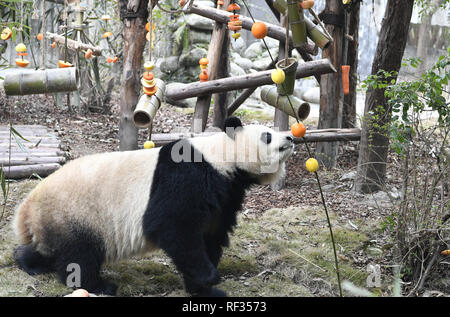 Chengdu, China. 23 Jan, 2019. Panda Miaomiao ist Obst essen Neues Jahr in Chengdu, Sichuan, China, am 23. Januar 2019 willkommen. (Foto durch TPG/CNS) Credit: TopPhoto/Alamy leben Nachrichten Stockfoto