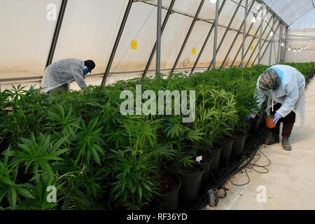 Revadim, Israel. 23. Januar, 2019. Israelische arabische Frauen Ernte Marihuana Pflanzen im Gewächshaus von Atem des Lebens Pharma (BOL) Unternehmen der offizielle Lieferant von Cannabis zu israelischen Forschungseinrichtungen, und einer der weltweit größten medizinischen Cannabis, Produktion und Entwicklung. Israel gilt als weltweit führend in der medizinischen Cannabis Forschung und Innovation und ist eine von nur drei Länder in der Welt, wo Cannabis Forschung von der Regierung gesponsert wird. Credit: Eddie Gerald/Alamy leben Nachrichten Stockfoto