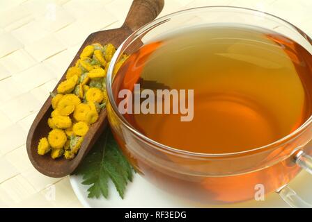 Tansies, Bitter Tasten, Kuh Bitter, Beifuß, goldene Knöpfe (Tanacetum vulgare), Heilpflanze, Kräuter Tee Stockfoto