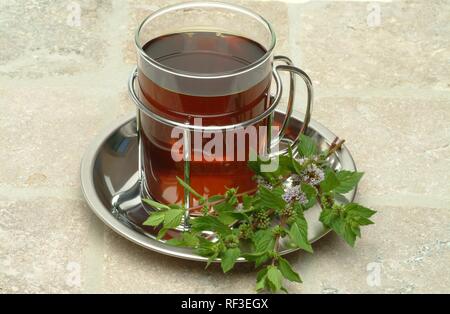 Pfefferminze (Mentha x Piperita), Pfefferminz Tee, Kräutertee Stockfoto