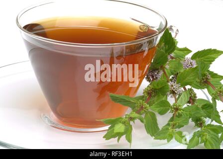 Pfefferminze (Mentha x Piperita), Pfefferminz Tee, Kräutertee Stockfoto