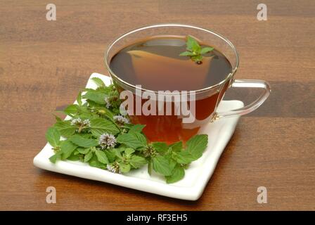 Pfefferminze (Mentha x Piperita), Pfefferminz Tee, Kräutertee Stockfoto