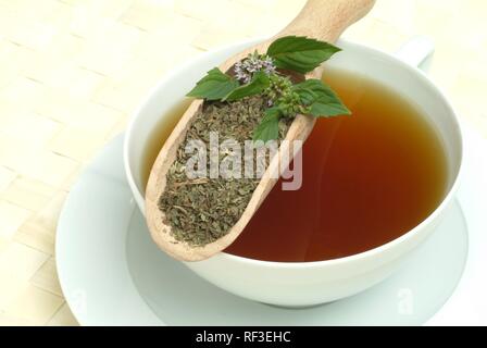 Pfefferminze (Mentha x Piperita), Pfefferminz Tee, Kräutertee Stockfoto