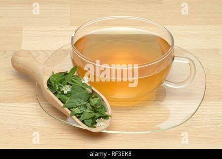 Weidenröschen (Epilobium parviflorum) Tee, Kräutertee Stockfoto