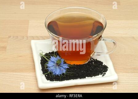 Fenchel Blume oder schwarzer Kümmel (Nigella sativa) Kräutertee, Arzneimittel, Kaffee Stockfoto