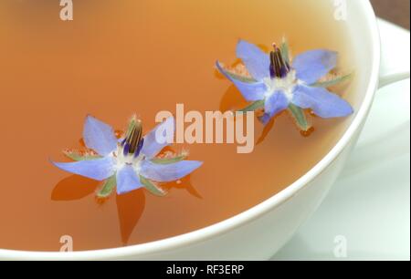 Oder Starflower Borretsch (Borago officinalis) Arzneimittel, Kaffee Stockfoto