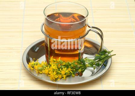 Goldrute (Solidago virgaurea), Kräutertee Stockfoto