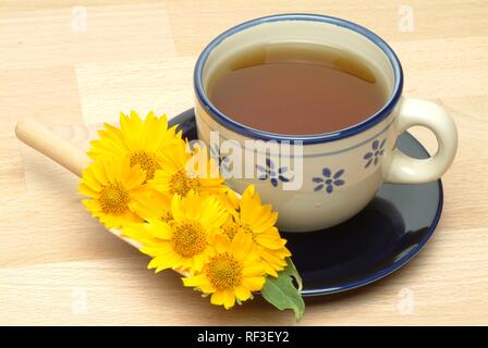 Amerikanische Dogweed, goldene Crownbeard, Krone - Bart oder Anil de Muerto (Verbesina encelioides, Verbesina Fasciculata), Kräutertee Stockfoto