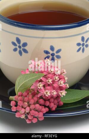 Milkweed Butterfly Weed, Orange oder Gelb Schwalbe - Johanniskraut (Asclepias tuberosa) Stockfoto