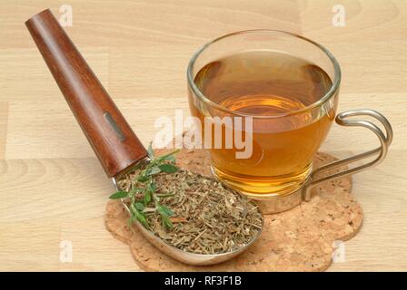 Gemeinsame Knotgrass, Birdweed oder Lowgrass (Polygonum aviculare), Heilpflanze, Kräuter Tee Stockfoto