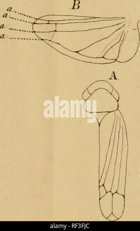 . Katalog des hémiptères du Département du Nord/par L. Lethierry. Hemiptera. Jlv. Ich. B A Ly.S. Tiff. 6.. Bitte beachten Sie, dass diese Bilder sind von der gescannten Seite Bilder, die digital für die Lesbarkeit verbessert haben mögen - Färbung und Aussehen dieser Abbildungen können nicht perfekt dem Original ähneln. extrahiert. Lethierry, L. (Lucien), C. 1830-1894; Metcalf Sammlung (North Carolina State University). NCRS. Lille: L. Danel Stockfoto