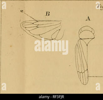 . Katalog des hémiptères du Département du Nord/par L. Lethierry. Hemiptera. %. //&Gt; y. 3 PL1 Tu;. 2.. Bitte beachten Sie, dass diese Bilder sind von der gescannten Seite Bilder, die digital für die Lesbarkeit verbessert haben mögen - Färbung und Aussehen dieser Abbildungen können nicht perfekt dem Original ähneln. extrahiert. Lethierry, L. (Lucien), C. 1830-1894; Metcalf Sammlung (North Carolina State University). NCRS. Lille: L. Danel Stockfoto