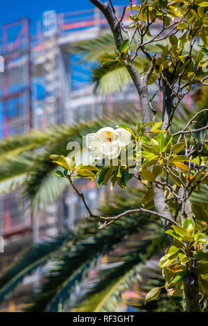 Weiß blühenden Baum in Stirling Garten Perth vor der moderne Wolkenkratzer Baustelle Stockfoto